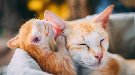 Lonely Miaow Association .